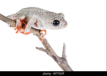 In marmo rana reed (Hyperolius parallelus) adulto, Botswana, Aprile. Progetto Meetyourneighbors.net Foto Stock