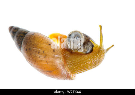 Lumaca carnivora (Poiretia dilatata) adulto mangiando un altro lumaca (Pomatias elegans) murgia materana Park, Italia. Progetto Meetyourneighbors.net Foto Stock