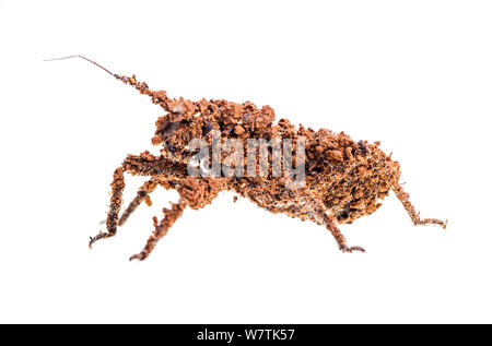 Assassin bugs (Reduvius personatus) Isola di Cres, Croazia. Progetto Meetyourneighbors.net Foto Stock