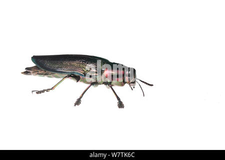 Metallica gigante ceiba borer beetle (Euchroma gigantea) Iwokrama, Guyana. Progetto Meetyourneighbors.net Foto Stock