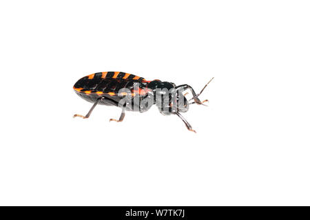 Assassin bug (Reduviidae) Surama, Guyana. Progetto Meetyourneighbors.net Foto Stock