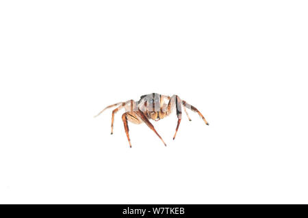 Jumping spider (Salticidae) Iwokrama, Guyana. Progetto Meetyourneighbors.net Foto Stock
