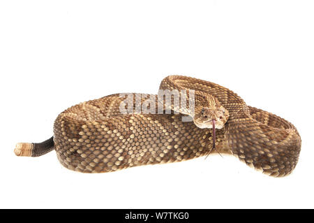 Neotropical rattlesnake (Crotalus durissus) Kusad Mountain, Guyana. Progetto Meetyourneighbors.net Foto Stock