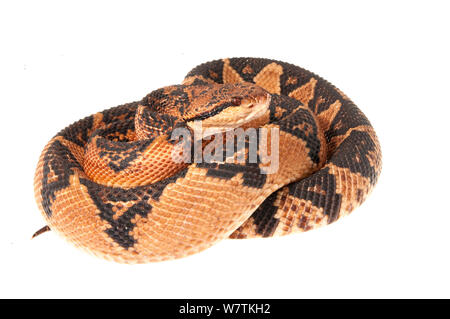 Bushmaster snake (Lachesis muta) Parabara, Guyana. Progetto Meetyourneighbors.net Foto Stock