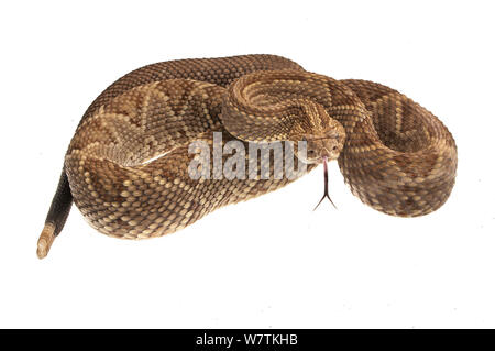 Neotropical rattlesnake (Crotalus durissus) Kusad Mountain, Guyana. Progetto Meetyourneighbors.net Foto Stock