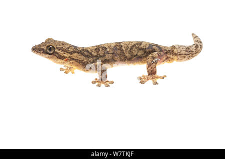 La rapa tailed gecko (Thecadactylus rapicauda) Kusad Mountain, Guyana. Progetto Meetyourneighbors.net Foto Stock