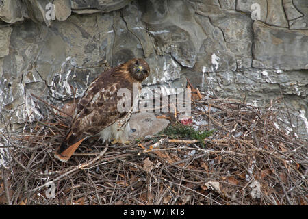 Red-tailed Hawk (Buteo jamaicensis) a nido, New York, USA, maggio. Foto Stock