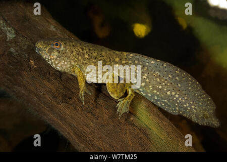 Bullfrog girino (Rana catesbiana) New York, USA, Giugno. Foto Stock