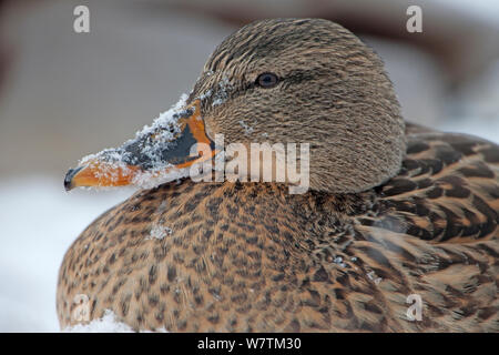 Il germano reale (Anas platyrhynchos) femmina di anatra con neve sul becco, New York, USA, gennaio. Foto Stock