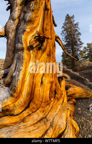 Grande Bacino Bristlecone pine (Pinus longaeva) tronco di albero antico, Inyo National Forest, White Mountains, California, USA, Marzo. Foto Stock