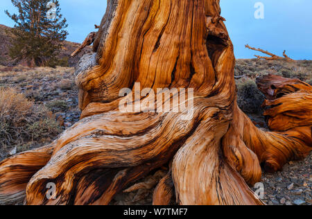 Grande Bacino Bristlecone pine (Pinus longaeva) radici di antichi alberi, Inyo National Forest, White Mountains, California, USA, Marzo. Foto Stock