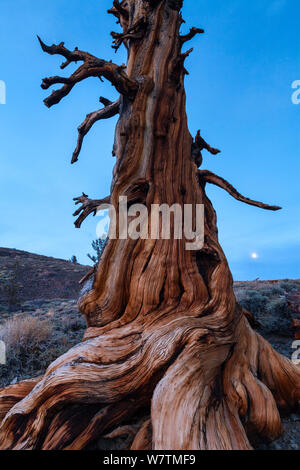 Grande Bacino Bristlecone pine (Pinus longaeva) antico albero, Inyo National Forest, White Mountains, California, USA, Marzo. Foto Stock