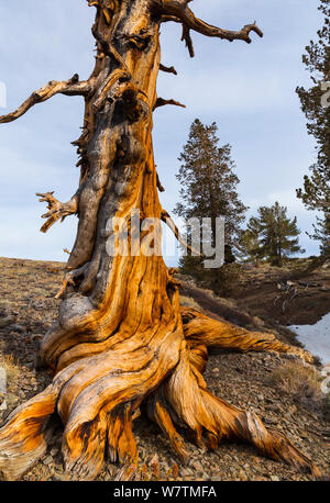Grande Bacino Bristlecone pine (Pinus longaeva) antico albero, Inyo National Forest, White Mountains, California, Stati Uniti d'America. Foto Stock