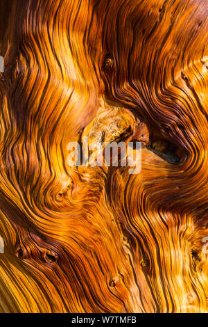 Grande Bacino Bristlecone pine (Pinus longaeva) modelli in legno di antichi alberi, Inyo National Forest, White Mountains, California, USA, Marzo. Foto Stock