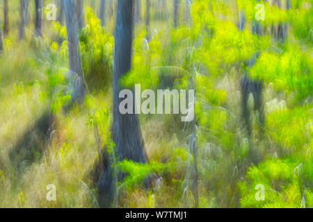 Fotografia astratta di alberi Cypresss (Cupressaceae) Big Cypress National Preserve, Florida, Stati Uniti d'America, marzo 2013. Foto Stock