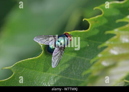 Greenbottle Fly Lucilia (sp) sulla foglia, Inghilterra, Regno Unito, Luglio. Foto Stock