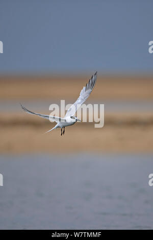 Sandwich Tern (Thalasseus sandvicensis) in volo, Norfolk, Inghilterra, Regno Unito, Agosto. Foto Stock