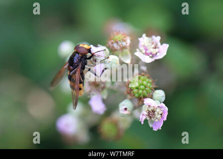 Hoverfly (Volucella zonaria) maschio su blackberry, Suffolk, Inghilterra, Regno Unito, Agosto. Foto Stock