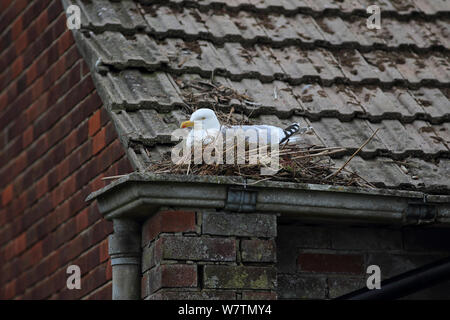 Aringa Gabbiano (Larus argentatus) nesting sul tetto, Dorset, England, Regno Unito, maggio. Foto Stock