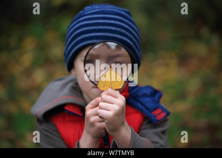 Ragazzo che guarda a foglia attraverso la lente di ingrandimento, Norwich, Regno Unito, novembre 2013. Modello rilasciato. Foto Stock