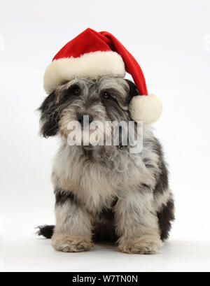 Soffice nero-e-grigio Daxie-doodle pup, ciottoli, indossando un Babbo Natale hat, contro uno sfondo bianco Foto Stock