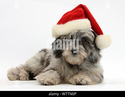 Soffice nero-e-grigio Daxie-doodle pup, ciottoli, indossando un Babbo Natale hat, contro uno sfondo bianco Foto Stock