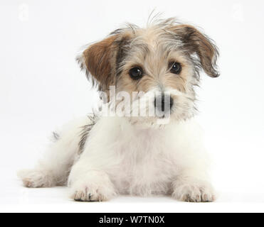 Bichon Frisé x Jack Russell Terrier cucciolo, Bindi, 12 settimane, giacente con testa in alto, contro uno sfondo bianco Foto Stock