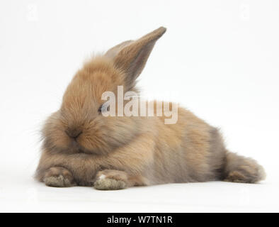 Brown baby-Lionhead rabbit croce distesa, contro uno sfondo bianco Foto Stock