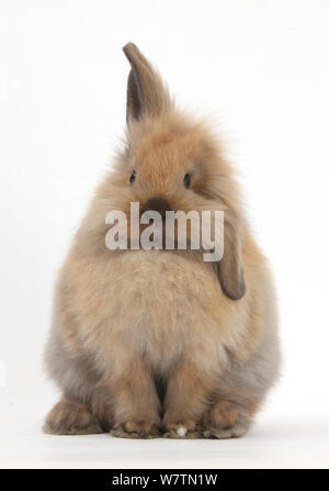 Mulino a vento-eared Lionhead x Lop coniglio, contro uno sfondo bianco Foto Stock