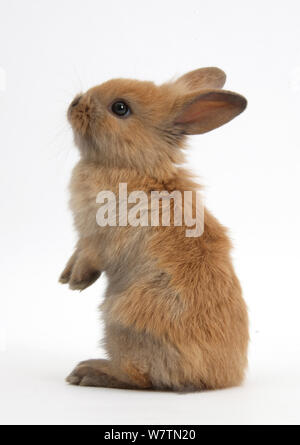 Baby Lionhead x Lop rabbit, in piedi, contro uno sfondo bianco Foto Stock
