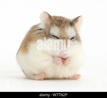 Roborovski Hamster (Phodopus roborovskii) addormentato seduti, contro uno sfondo bianco Foto Stock