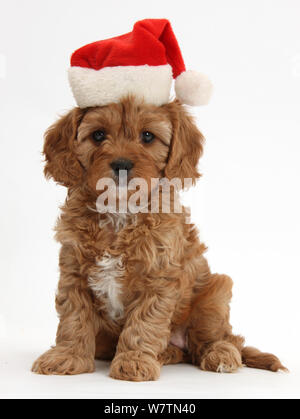 Carino Cavapoo rosso cucciolo, 6 settimane, indossando un Babbo Natale hat, contro uno sfondo bianco Foto Stock