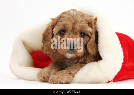 Carino Cavapoo rosso cucciolo, 6 settimane in un Babbo Natale hat, contro uno sfondo bianco Foto Stock