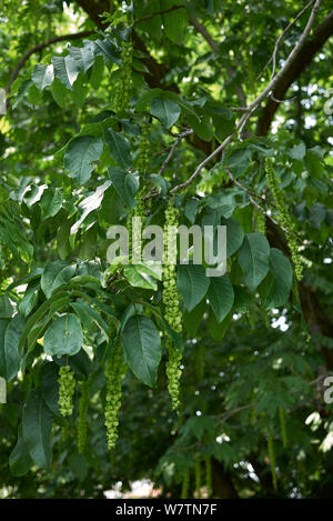 Pterocarya fraxinifolia filiali Foto Stock