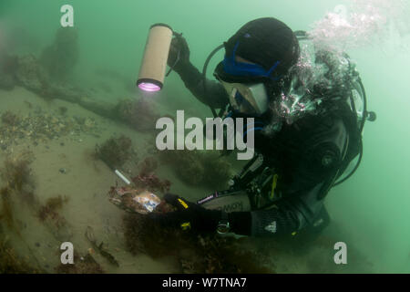 Archeologo marittimo esaminando il frammento di porcellana sul relitto del primo tasso uomo di guerra, HMS invincibile - smantellata nel 1758. Solent orientale canale. Inghilterra, Regno Unito, Agosto 2013. Foto Stock