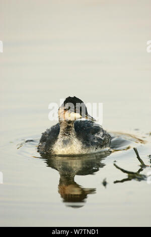 Nero-svasso collo (Podiceps nigricollis) capretti di nuoto in piscina vicino a Tiszaalpar, in Ungheria, a giugno. Foto Stock