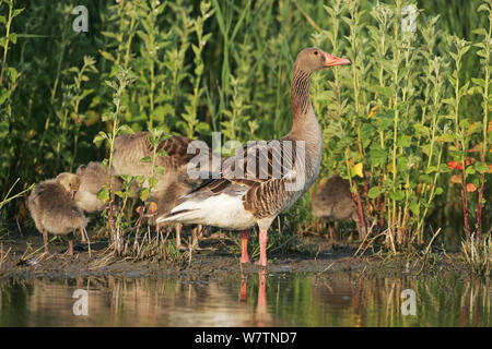 Graylag goose (Anser anser) coppia con cinque giovani in una palude piscina vicino Tiszaalpar, in Ungheria, a giugno. Foto Stock