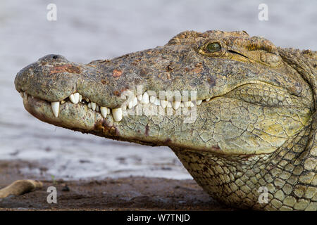 Coccodrillo del Nilo (Crocodylus niloticus) close-up, Masai-Mara Game Reserve, Kenya, Settembre Foto Stock