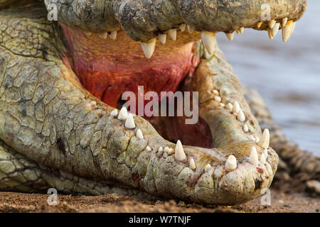 Coccodrillo del Nilo (Crocodylus niloticus) close-up, Masai-Mara Game Reserve, Kenya, Settembre Foto Stock