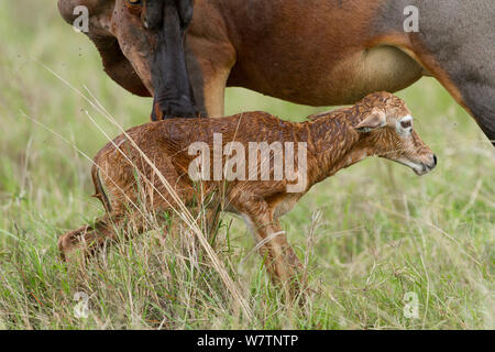 Topi (Damaliscus korrigum) madre e neonato subito dopo la nascita, Masai-Mara Game Reserve, Kenya, Ottobre Foto Stock