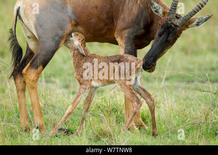 Topi (Damaliscus korrigum) madre e neonato subito dopo la nascita, primo allattamento Masai-Mara Game Reserve, Kenya, Ottobre Foto Stock