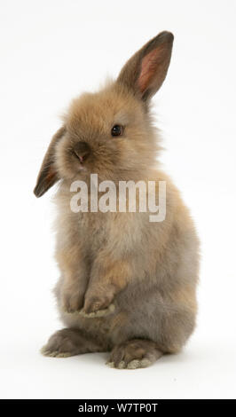 Baby coniglio marrone in piedi, contro uno sfondo bianco Foto Stock
