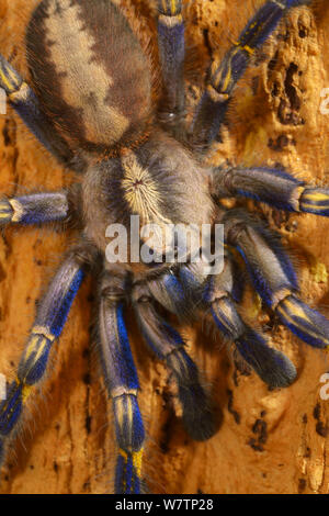 Tarentula metallico (Poecilotheria metallica) captive da Andra Pradesh, India. In pericolo critico. Foto Stock