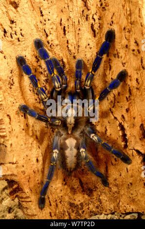 Tarentula metallico (Poecilotheria metallica) captive da Andhra Pradesh, India. In pericolo critico. Foto Stock