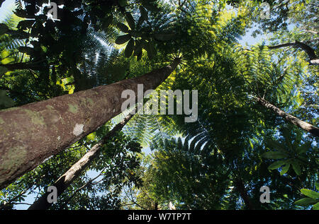 Albero Gigante fern (Cyathea intermedia) la felce più grande del mondo a 30 metri, Nuova Caledonia. Endemica. Foto Stock