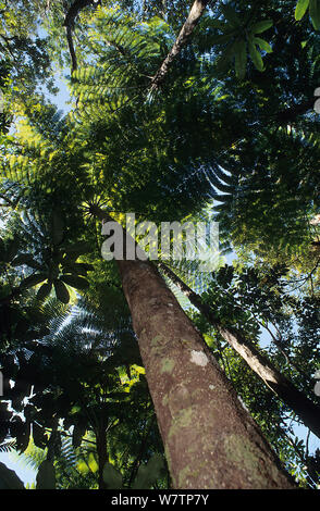 Albero Gigante fern (Cyathea intermedia) la felce più grande del mondo a 30 metri, Nuova Caledonia. Endemica. Foto Stock