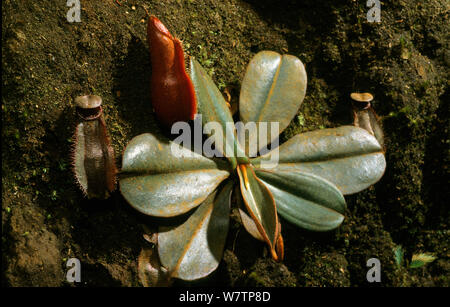 Vieillard la pianta brocca (Nepenthes vieillardii) Nuova Caledonia. Specie endemiche. Foto Stock