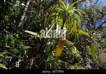 Vieillard la pianta brocca (Nepenthes vieillardii) Nuova Caledonia. Specie endemiche. Foto Stock