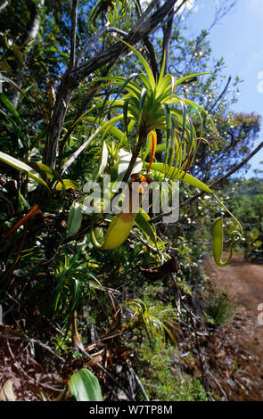 Vieillard la pianta brocca (Nepenthes vieillardii) Nuova Caledonia. Specie endemiche. Foto Stock