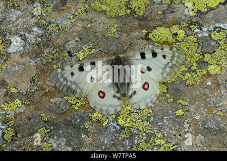 Mountain apollo butterfly (Parnassius apollo) crogiolarsi sulla roccia, Parco Nazionale dei Pirenei, Hautes Pirenei, Francia, giugno, specie vulnerabili. Foto Stock